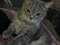 Kedimizi Sahiplendirme