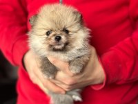 Pomeranian Boo Yavruları Kredi Kartı Geçerlidir