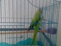 Erkek evcil pakistan papağanı