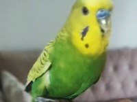 Konuşan Çift Veya Tek Muhabbet Kuşu