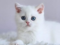 Saf Güzellikte Silver British Shorthair Ns1133