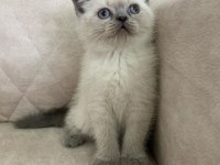 Ayı Surat Top Kafa Erkek British Shorthair Bebiş
