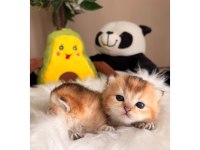 Golden british longhair yavrular