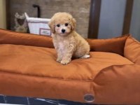 Baby face maltipoo yavrularımız