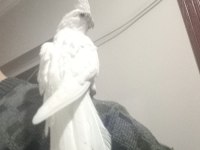 Her Renk Yavru Sultan Papağanı