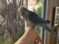 16 Aylık Full Evcil Konuşan Pudra Mavisi Monk Papağanı