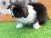 Hollanda Teddy Lop Tavşan