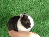 Hollanda cücesi tavşan eşli yada tek olarak siyah beyaz