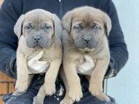 Cane Corso Cinsi Köpek Yavruları