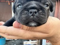 30 Günlük Siyah Pug Yavruları Rezerve Açık