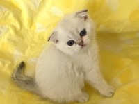 Silver Point Ns1133 Safkan Orjinal Scottish Fold Mavi Gözlü