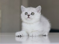 Full şecereli babadan teslime hazır dişi kedimiz