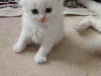 Meksikalı Kedimiz Pablo