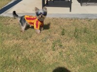 Yakışıklı Yorkshire Terrier Prens