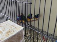 Goldian Finch (Gökkuşağı İspinozu)