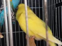 2 Aylık Muhabbet Kuşu Yavrular