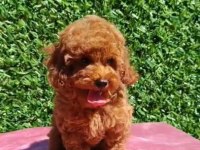 Mükemmel Teacup Poodle Yavrularımız