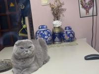 Anne kedimiz ve kızı