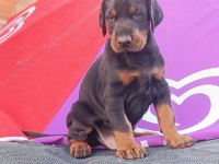 Üst Düzey A Şecereli Doberman Yavruları