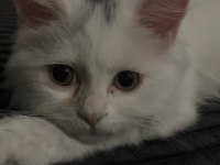 Dişi Kedim Mia Kızıma Yuva