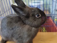 Hollanda Cücesi Tavşan Eşli Yada Tek Olarak Siyah Beyaz