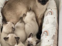 Yavru Siyam Kedileri Son 2 Dişi