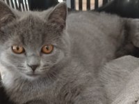 3 aylık british shorthair bir sorunu yok