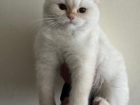 Lynx Point Scottish Straight Dişi 4,5 Aylık