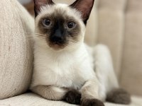 Siyam Kedilerimizi Sahiplendirmek İstiyoruz