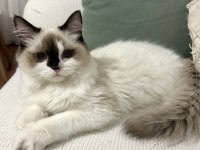 7 aylık anne baba şecereli evcil erkek ragdoll kedimiz