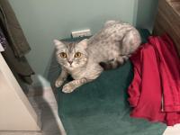 British Shorthair 2 Yaşında Dişi Kısırlaştırılmış