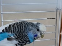 Muhabbet Kuşlar Yeni