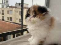 Şeker Gibi Calico Dişi Persian