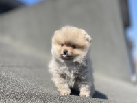 Ayı Surat Pomeranian Boo Yavrular