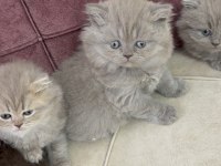 British longhair yavru kedilerimiz