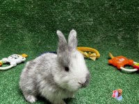 Tatlı Tavşan Yavruları İstanbul