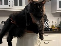 Koleksiyonluk Dev Maine Coon Black Smoke Yavrular