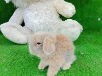 Hollanda Teddy Lop Tavşan Yavruları Gönderim Var