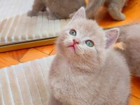 Gri Lilac Dişi Erkek Yavru Kediler