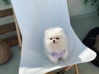 Ayı Surat Pomeranian Yavru Köpekler