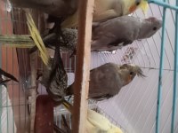 Ele Alışkın 2 Aylık Erkek Dişi Wifi Grey Piet Kuşlar Mevcuttur