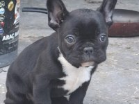 Sağlıklı French Bulldog Yavrularımız