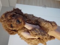 Toy Poodle Yavrularımız Ömürlük Ailelerini Bekliyor