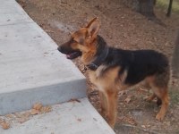 10 Aylık Alman Çoban Köpeği