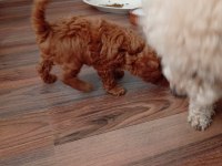 Safkan Red Brown Teacup Poodle