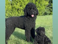 Standart black dev poodle & doodle