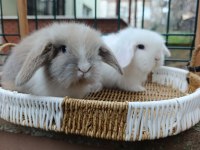 Orjinal hollanda teddy lop tavşanı yavrular