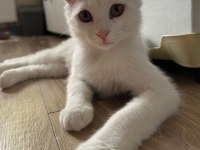 Scottish fold kedimize ömürlük yuva