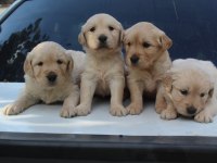 Bebek Suratlı Golden Retriever Yavrular