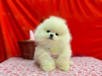 Safkan Pomeranian Boo Köpekleri